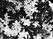 star jasmine bw