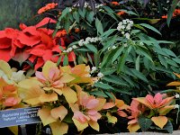 botanical dec (28)