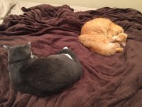 2Cats