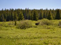 yellowstone (3)