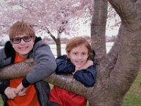 Cherry Blossoms (11)