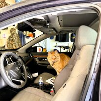 walle in car
