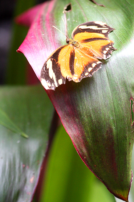 Butterfly With Leaves