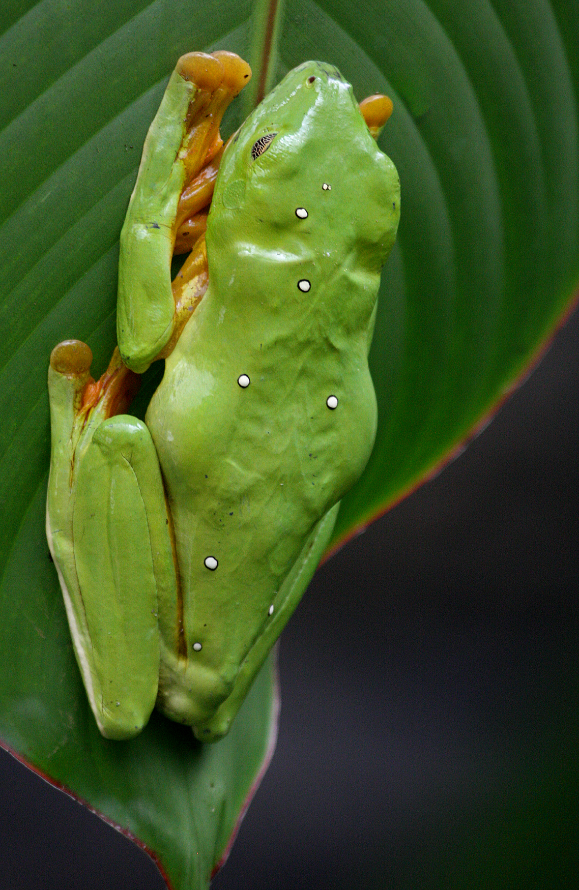 Costa Rican Tree