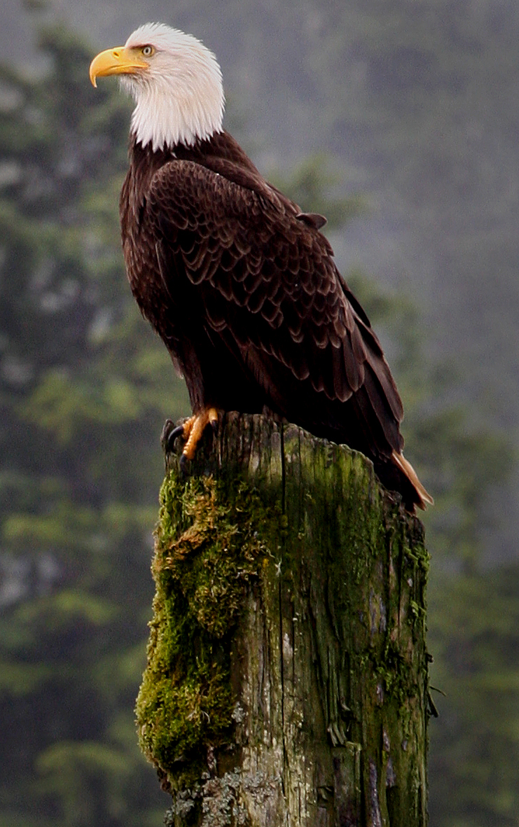 Eagle
