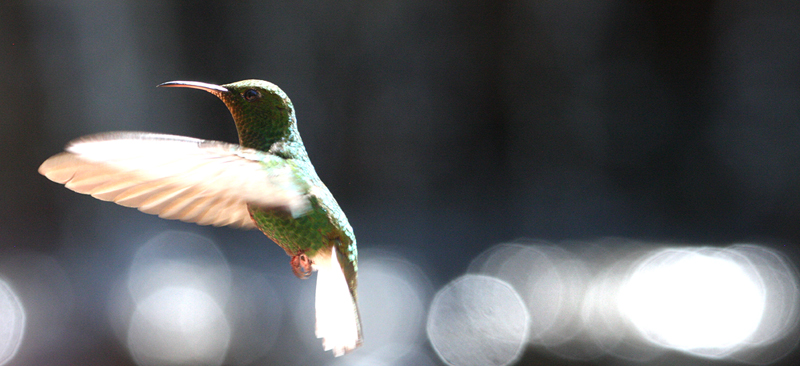 Hummingbird Waterfall 1