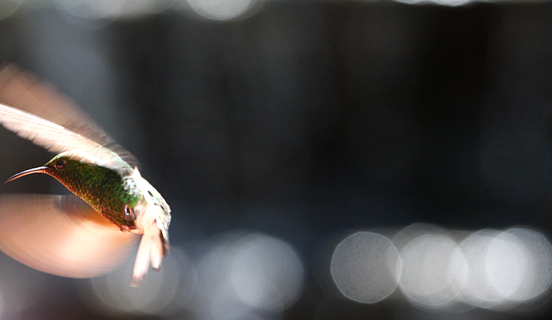 Hummingbird Waterfall 2