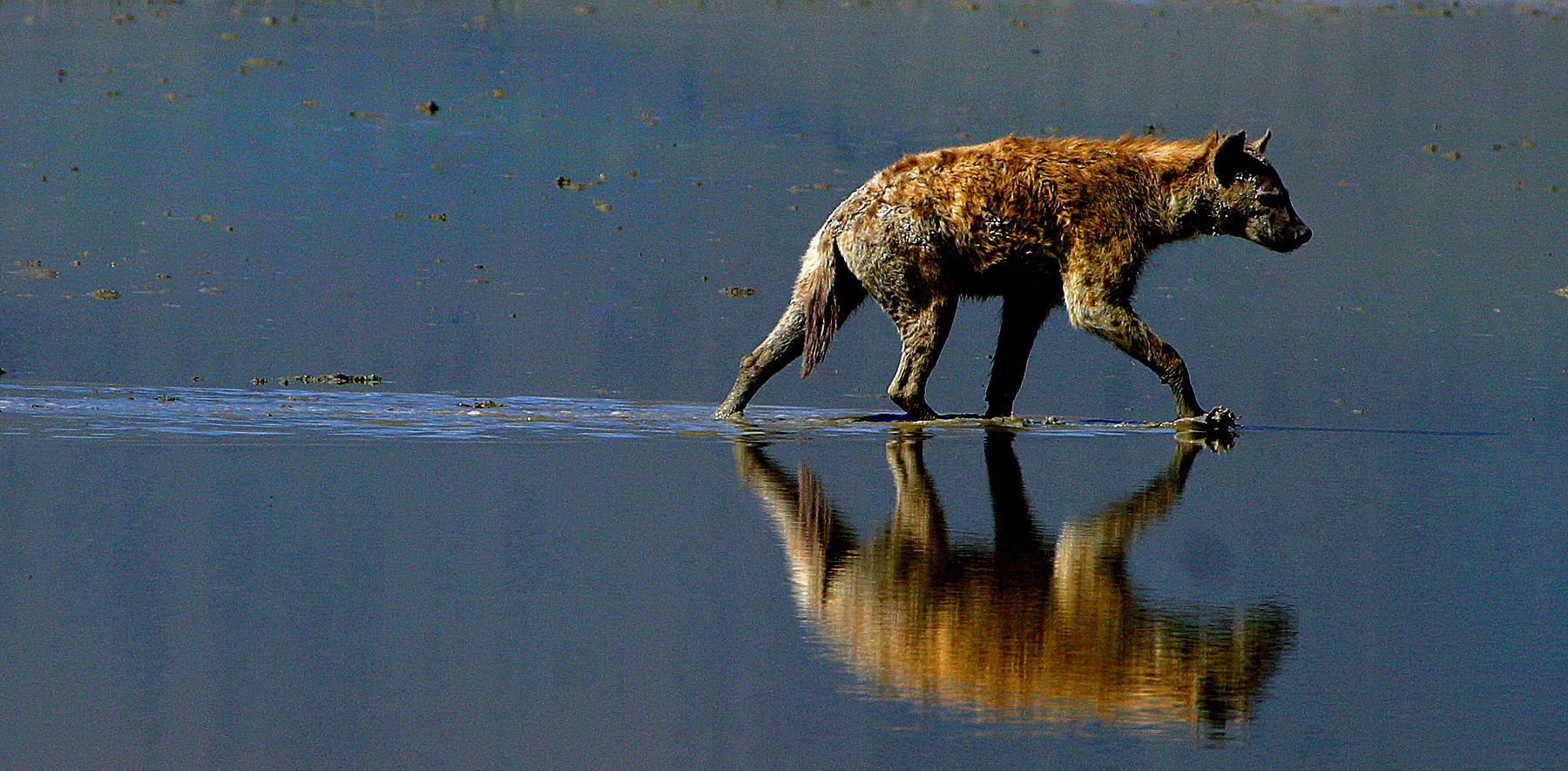 Hyena Water