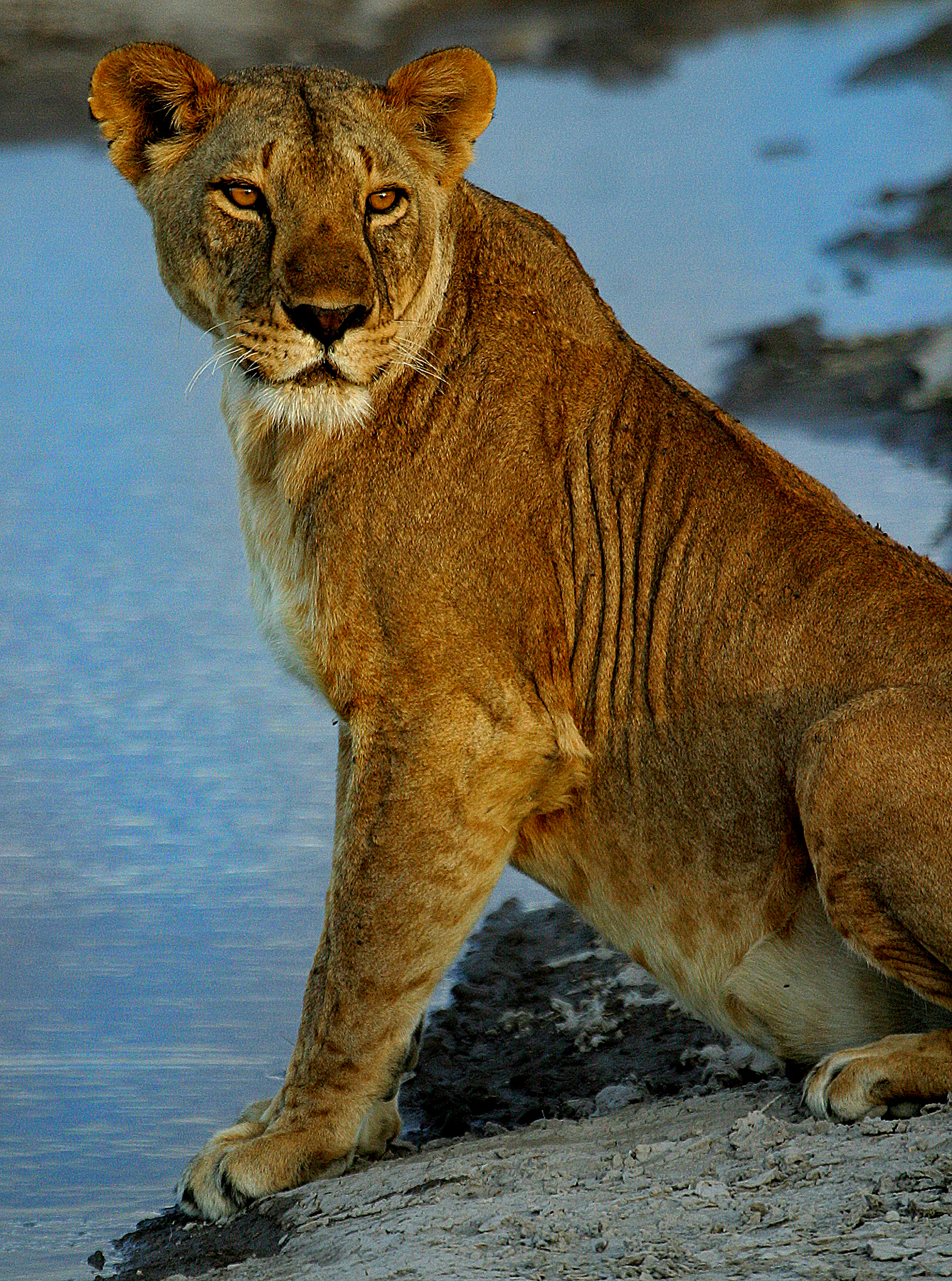 Lioness