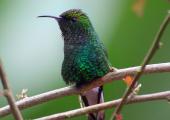 A rare repose for a Costa Rican hummingbird.
