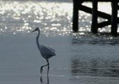 A heron... in Belize.
