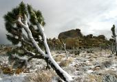 A rare snowstorm in Joshua Tree...
