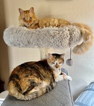 2 cat april