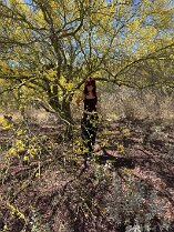 kc palo verde (1)