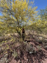 kc palo verde (2)