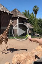 kc jen zoo trip (1)
