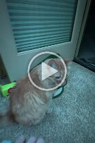 money cat