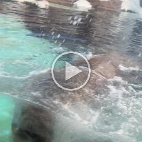 Sea World 2026 (1)