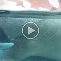 spring break sea world (1)