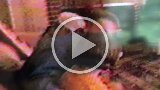 Hayes Home Movies (15)